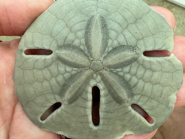 Sand Dollar Pendant - Image 6