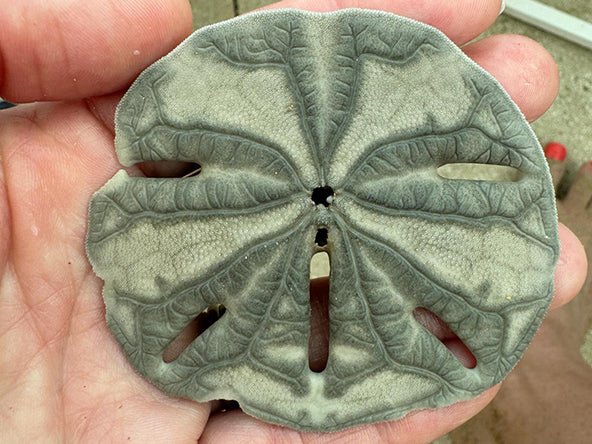 Sand Dollar Pendant - Image 7